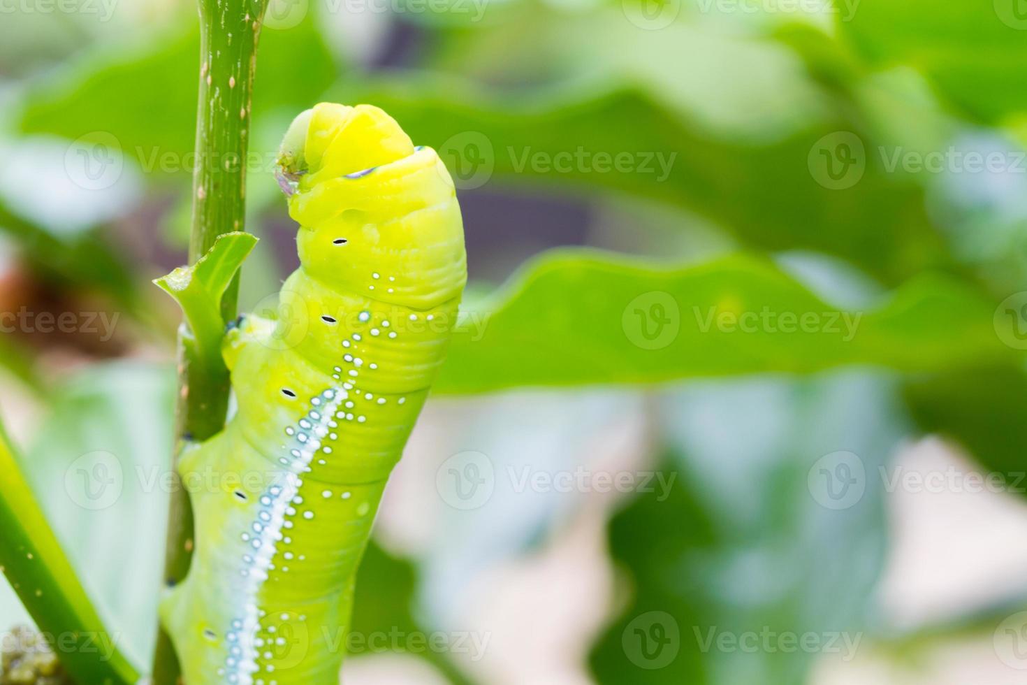 Nahaufnahme Raupe, großer grüner Wurm auf dem Baum foto