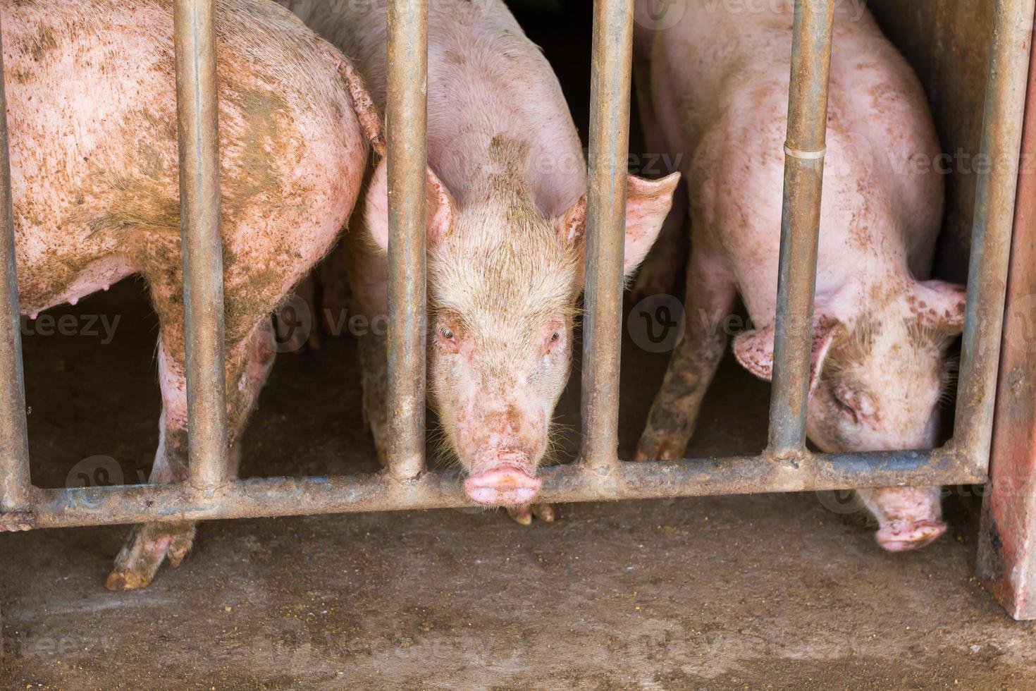 schmutzige schweine in einem schmutzigen stall auf einer farm, thailand foto