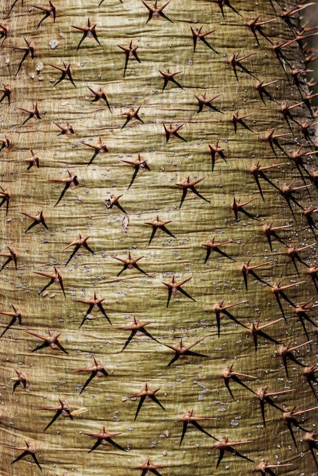 Spikes von Bäume mit Textur. foto