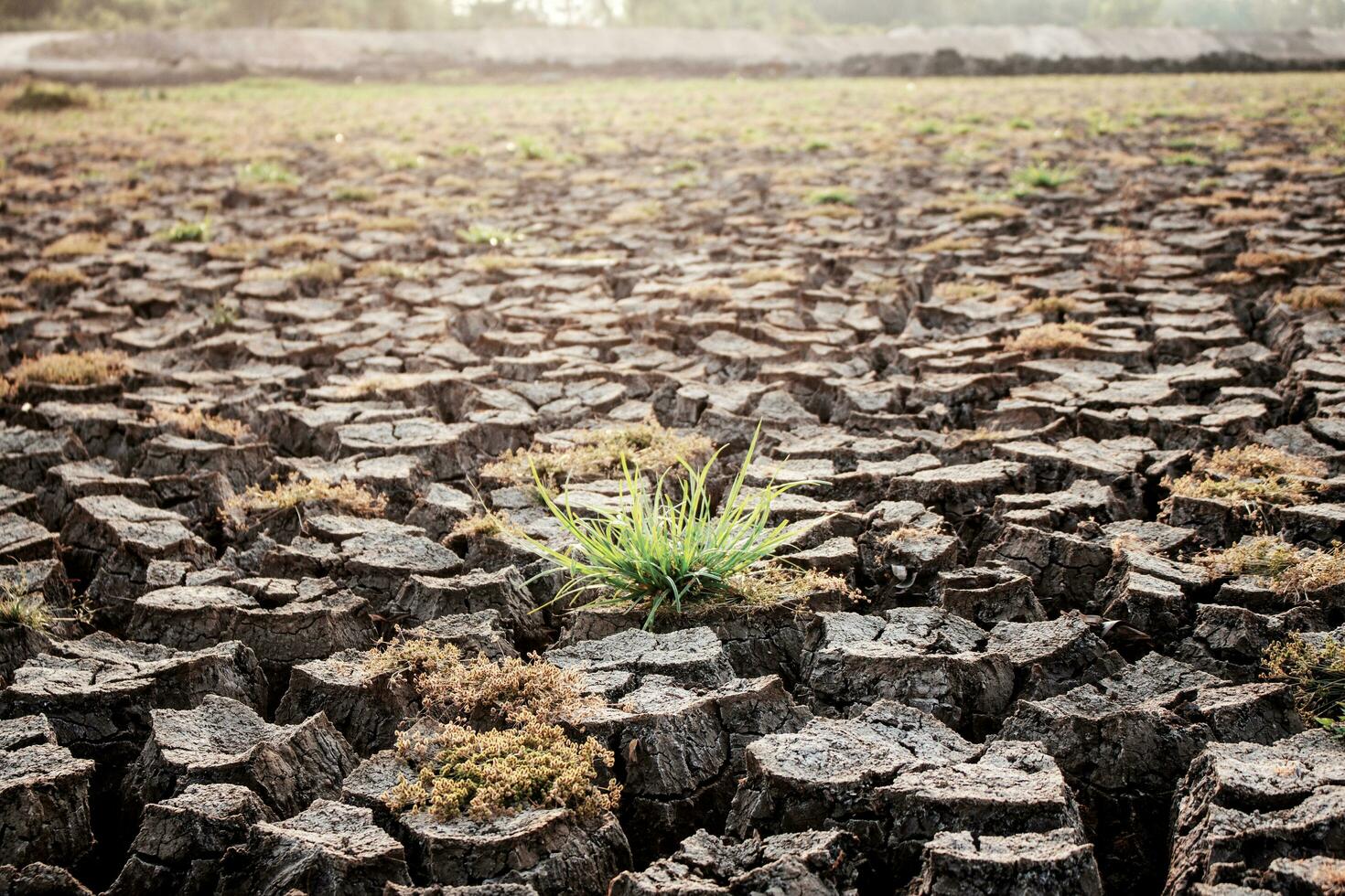 trocken Boden und Gras. foto