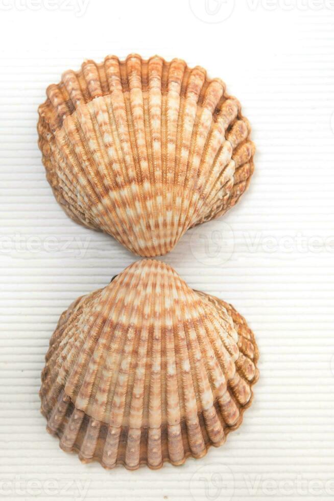 zwei Muschel Muscheln isoliert foto