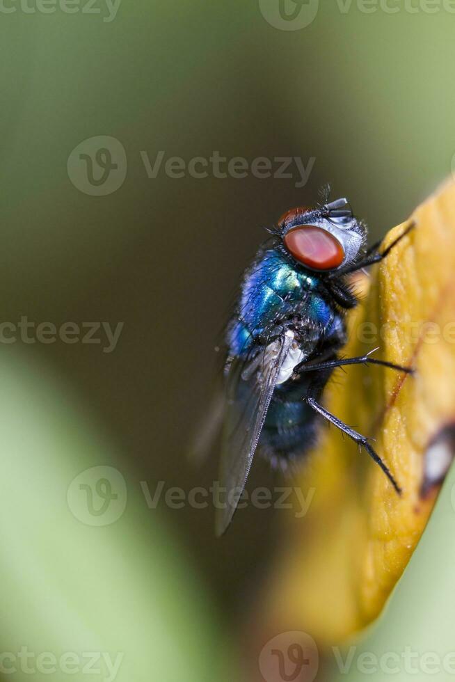 Schlag fliegen schließen oben foto