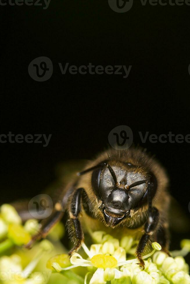 Honig Biene schließen oben foto