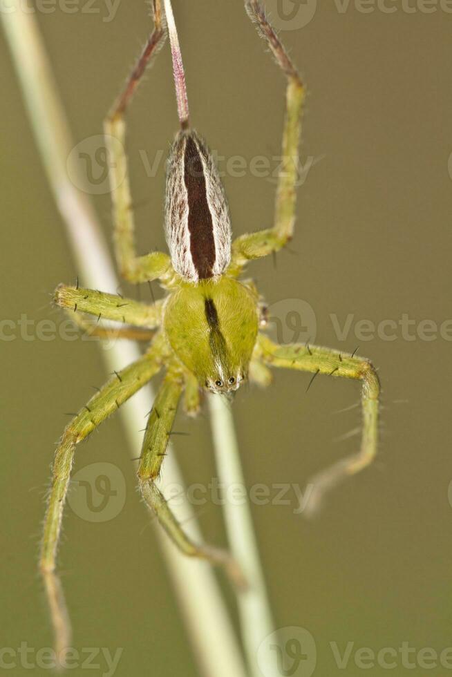 Grün Jäger Spinne - - Mikrommata virescens foto