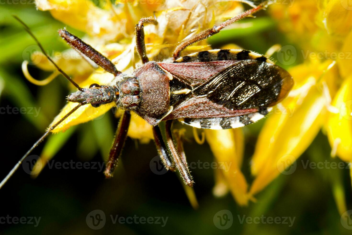 Attentäter Fehler - - Rhynocoris cuspidatus foto