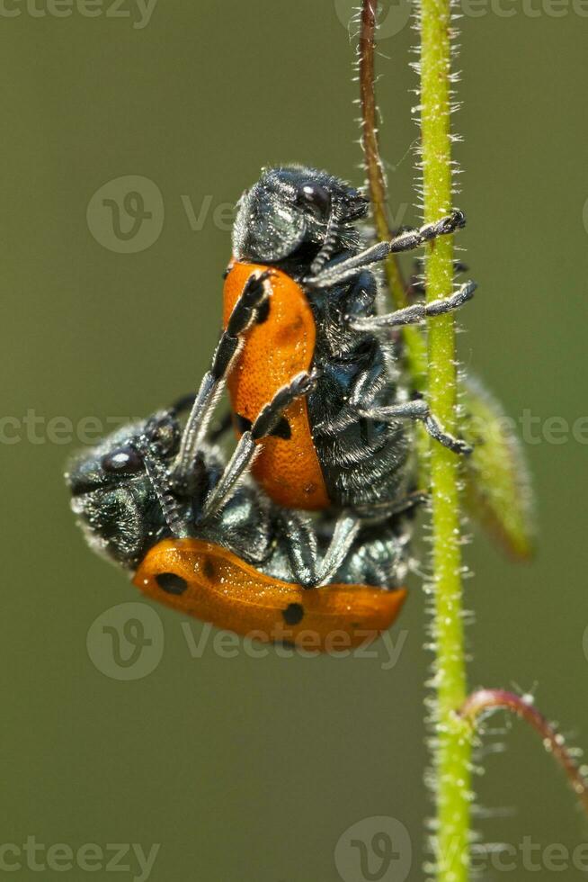 Blatt Käfer - - Lachnaia Paradoxa - - Paarung foto