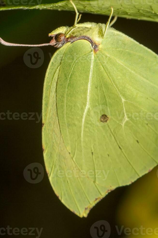 schöner grüner Schmetterling foto