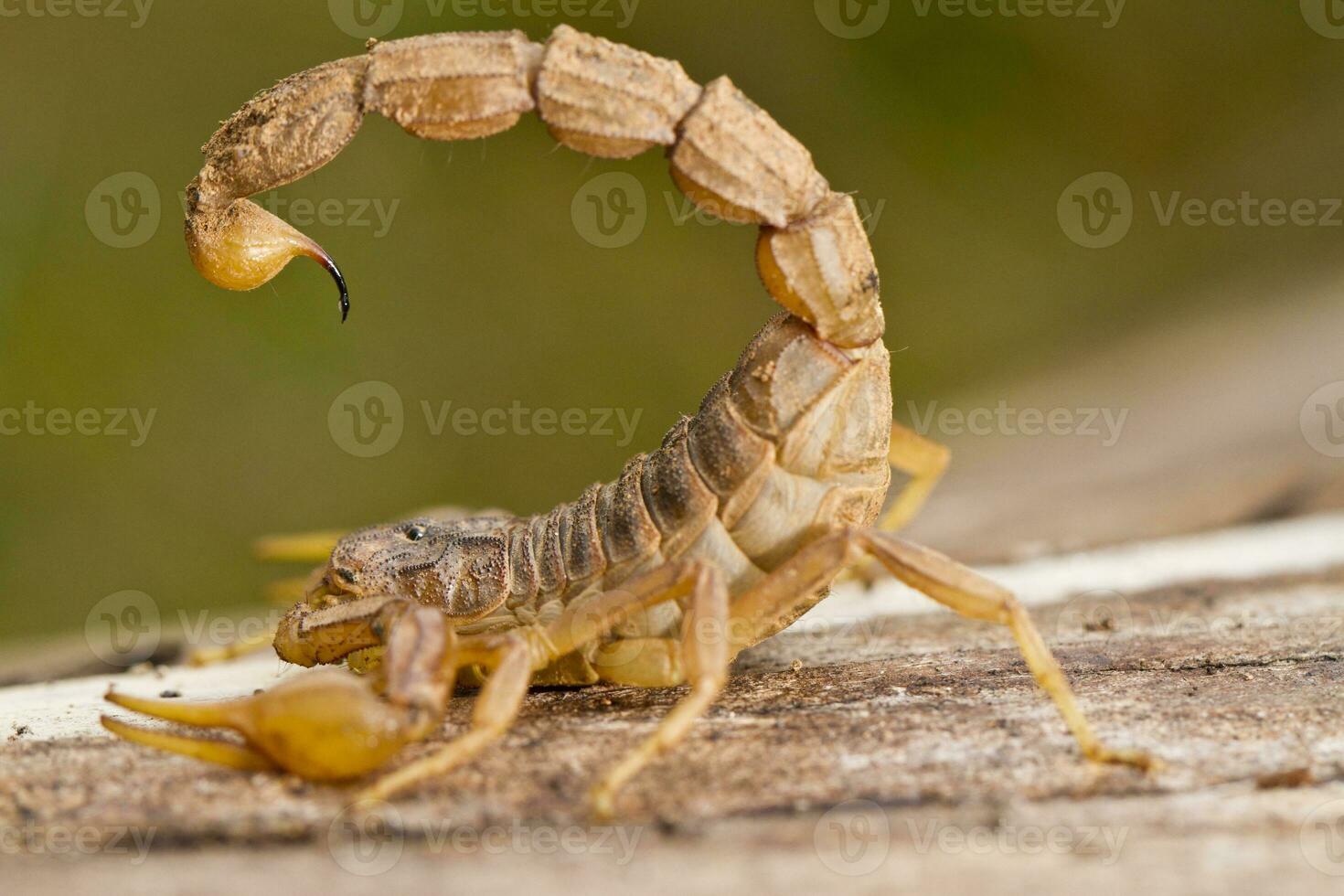 Buthus Skorpion schließen oben foto