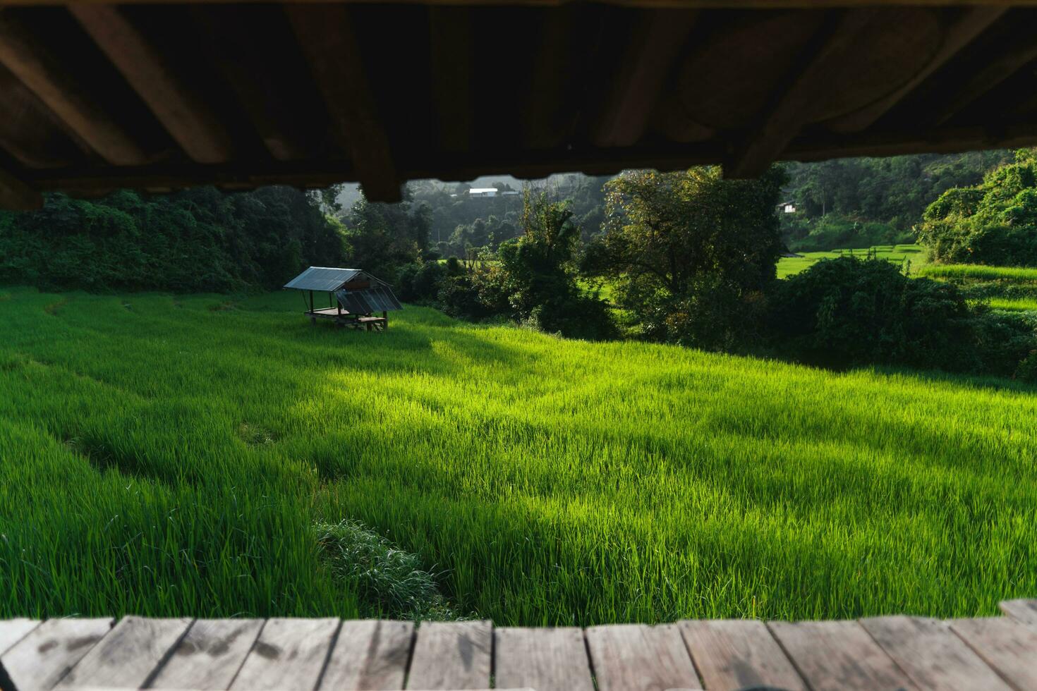 Grün Reis Felder beim das Landschaft foto
