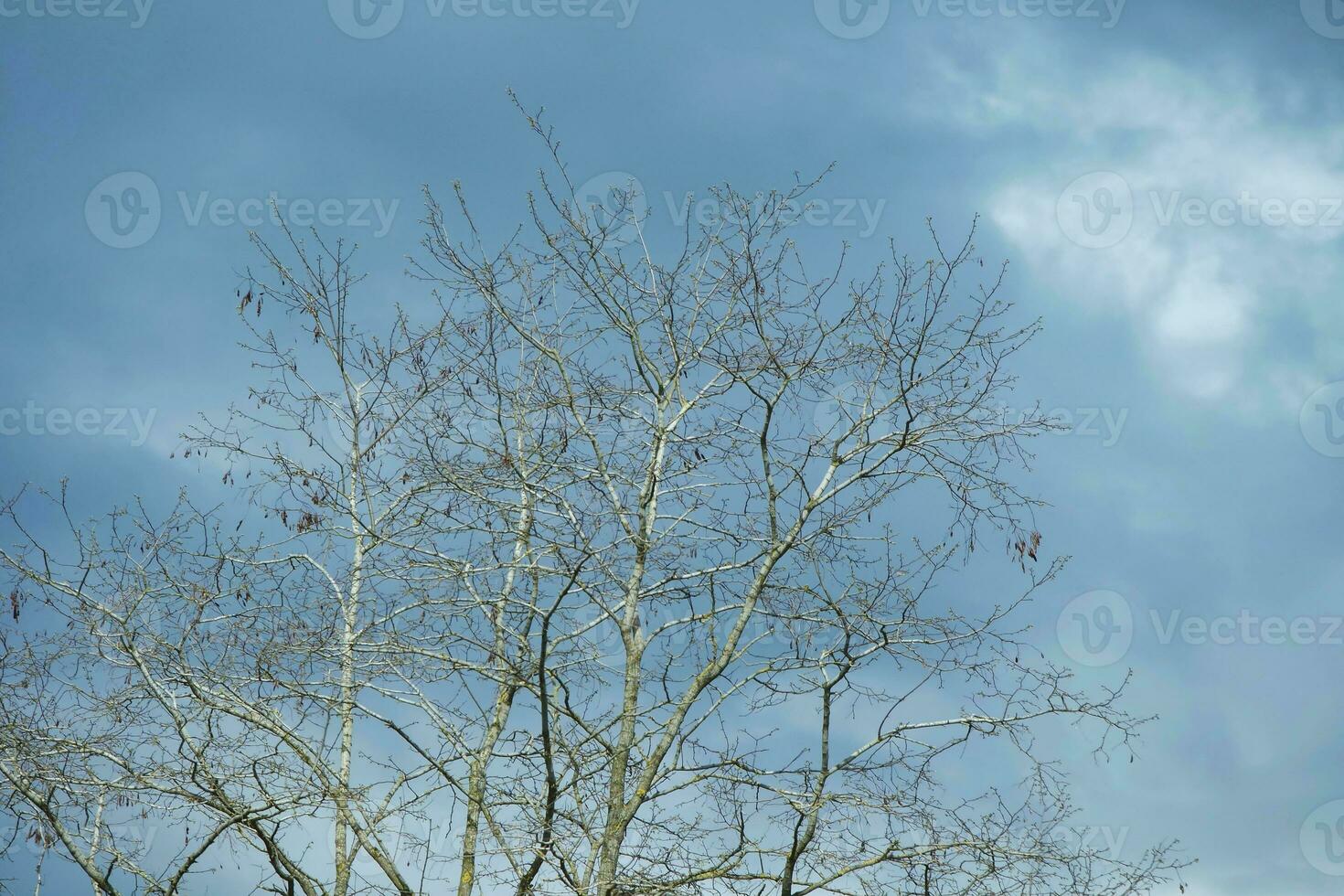 Herrlich niedrig Winkel Aussicht von lokal Öffentlichkeit Park von Luton England Vereinigtes Königreich foto