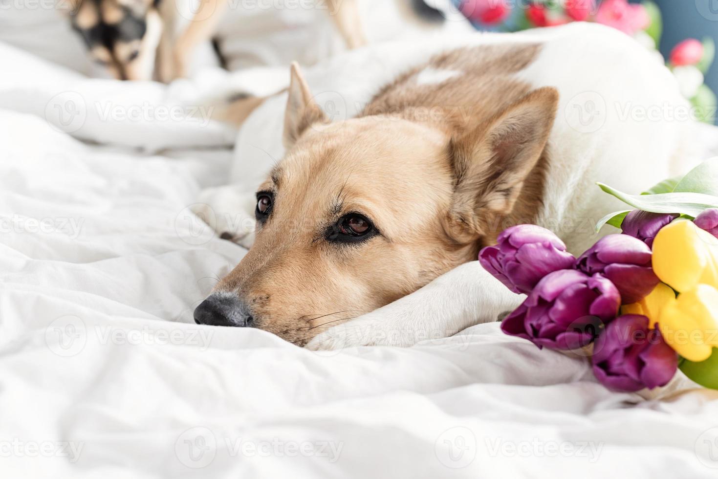 süßer Hund liegt auf dem Bett mit einem Strauß Tulpen foto