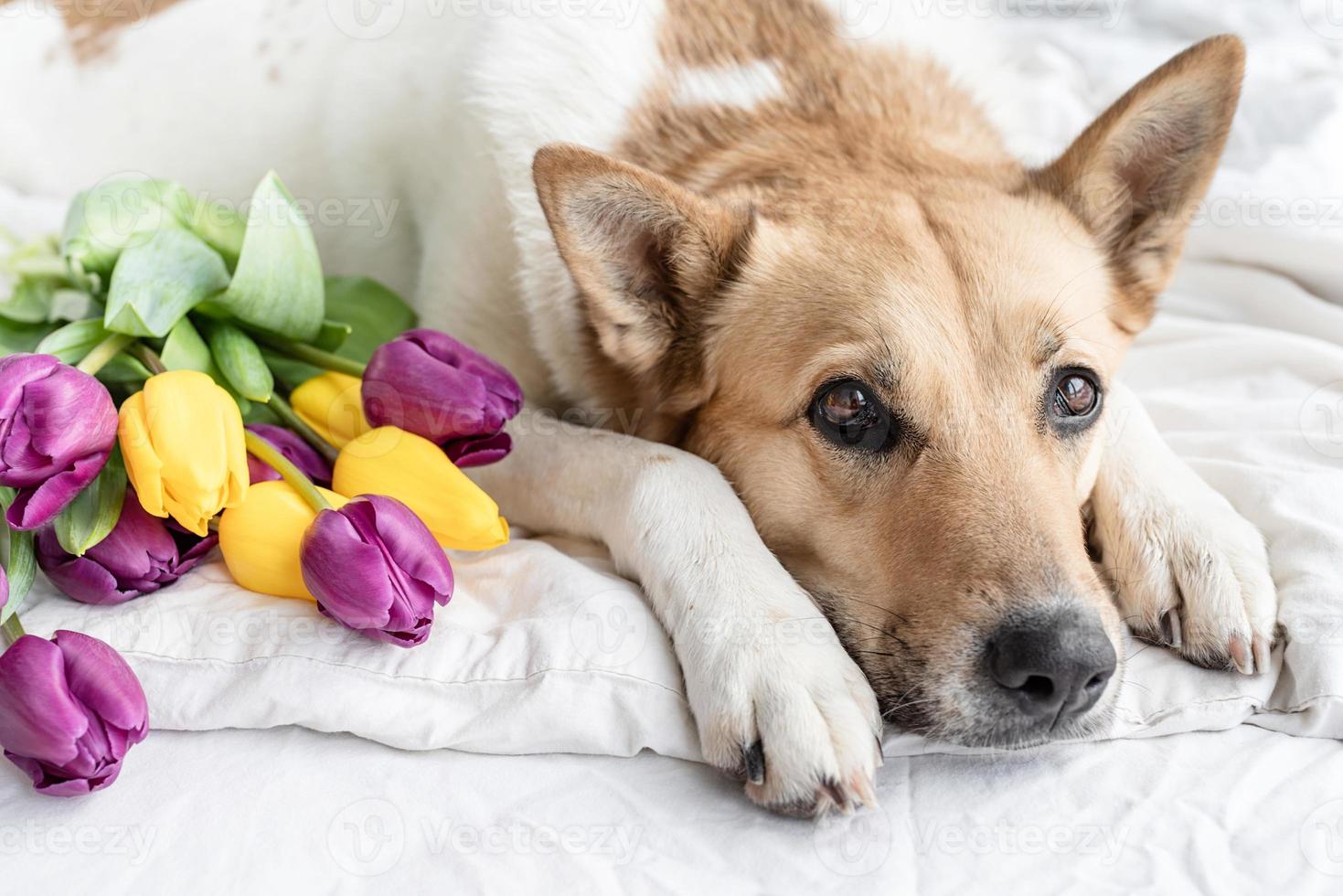 süßer Hund liegt auf dem Bett mit einem Strauß Tulpen foto