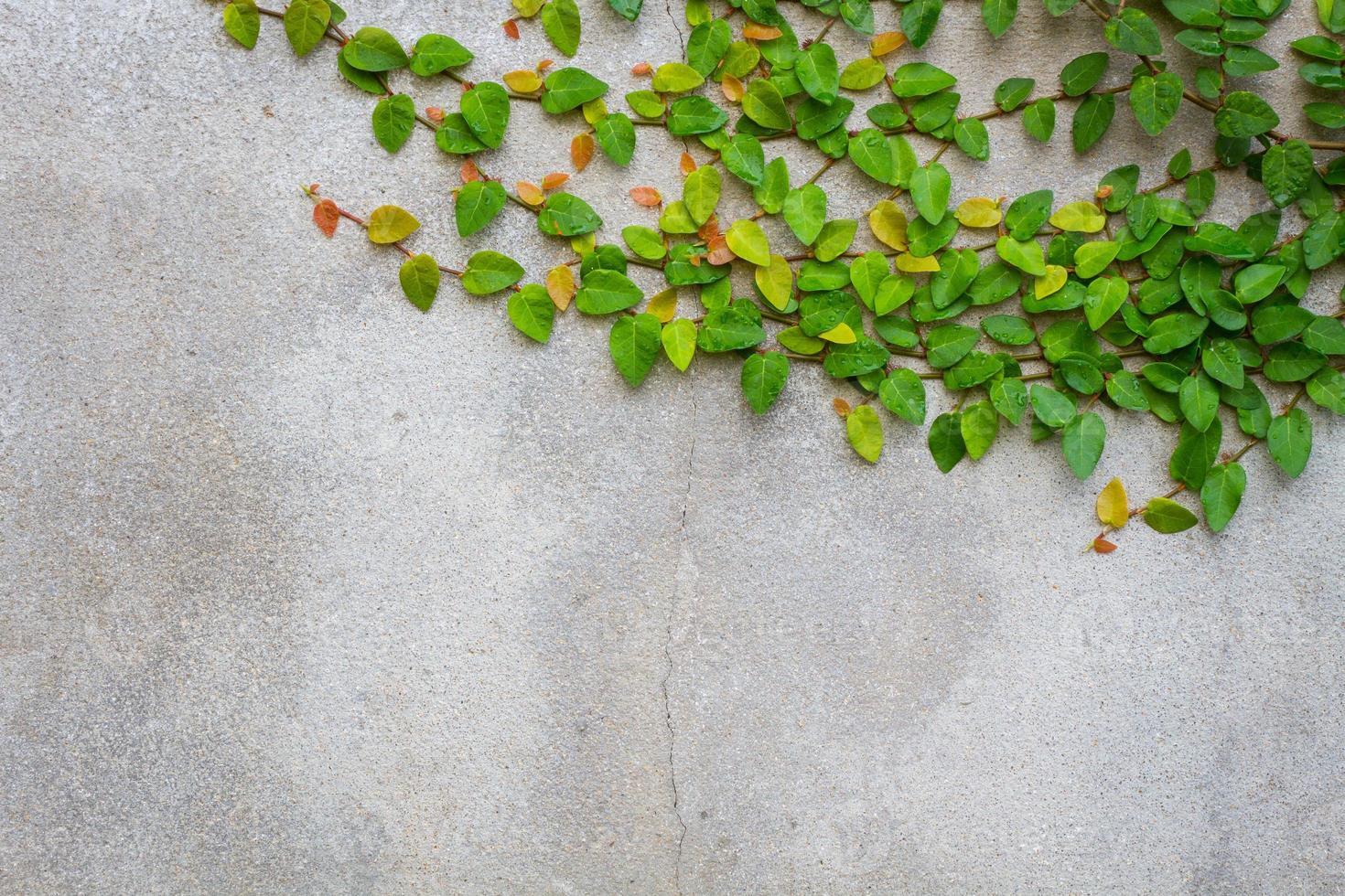 Mantelknöpfe oder mexikanische Gänseblümchen auf Betonwand, Exemplar foto