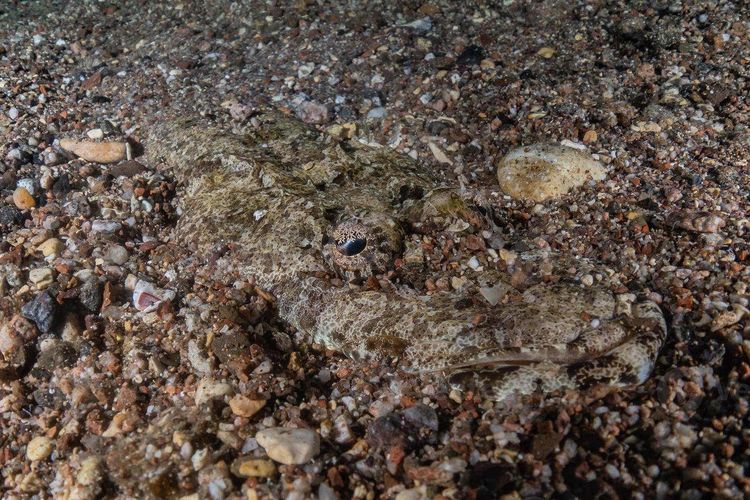 fische schwimmen im roten meer, bunte fische, eilat israel foto