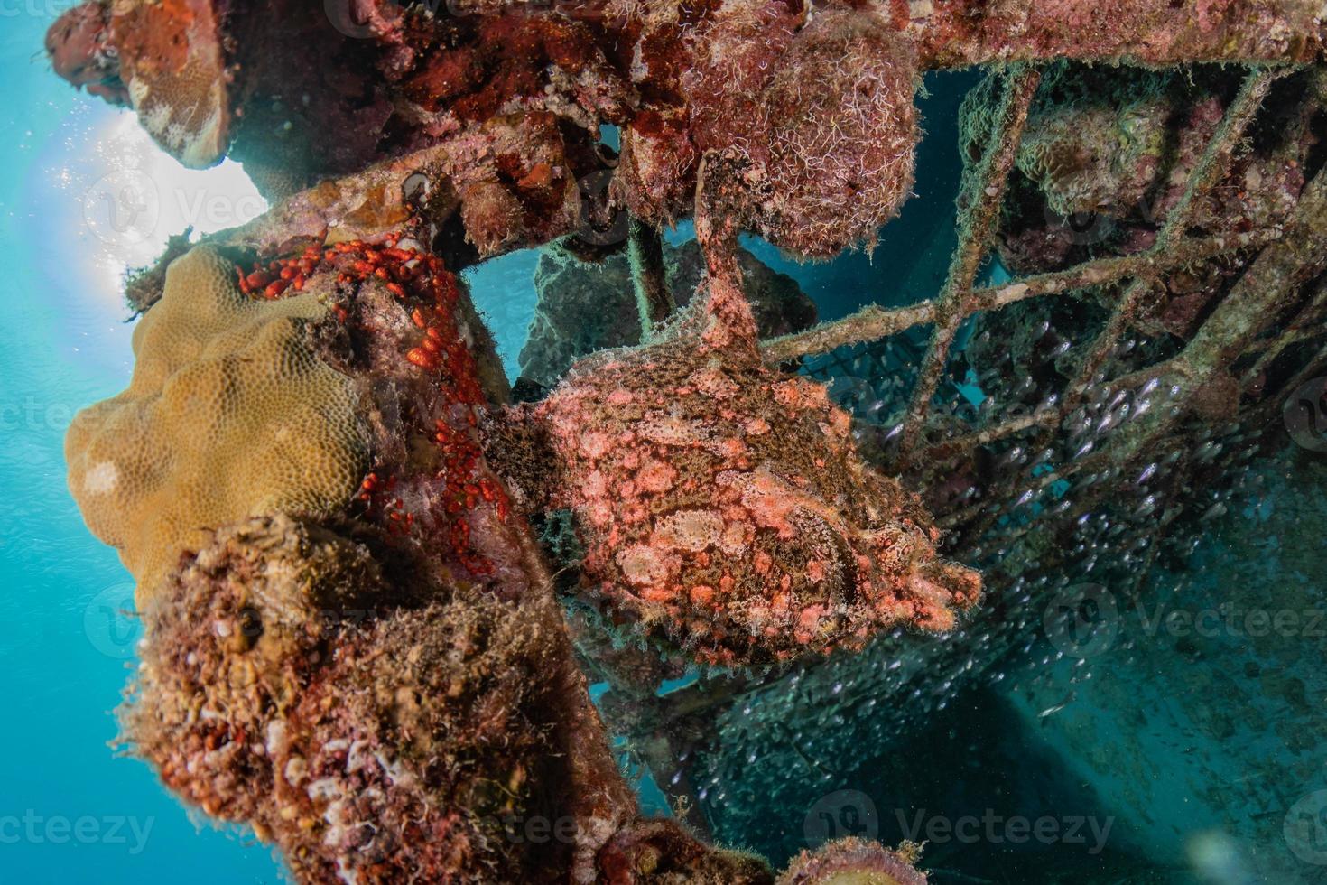 fische schwimmen im roten meer, bunte fische, eilat israel foto