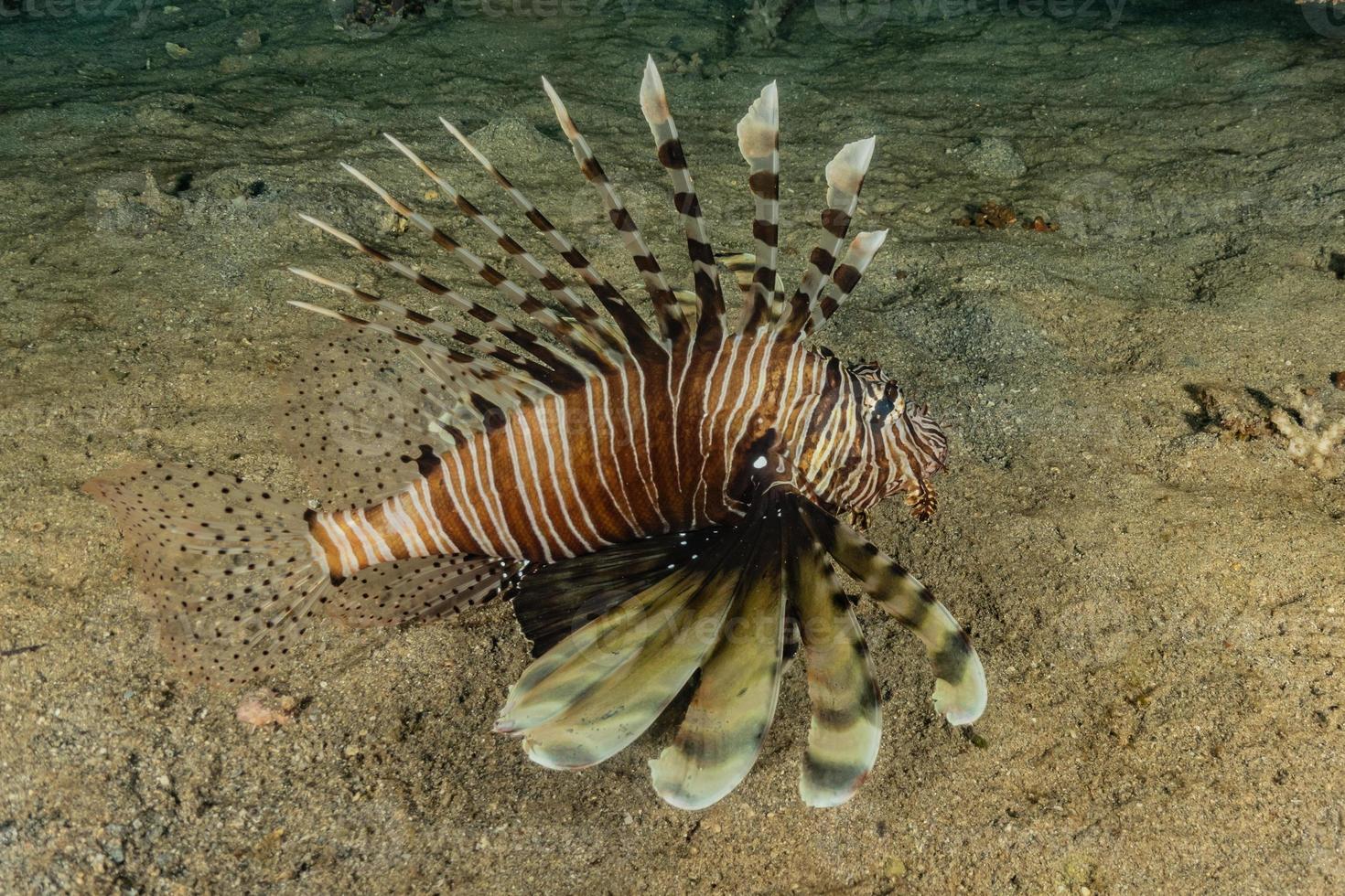 Rotfeuerfische im Roten Meer bunte Fische, Eilat Israel foto