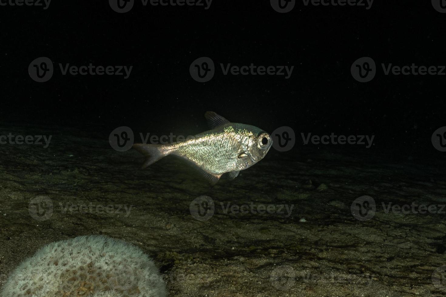 fische schwimmen im roten meer, bunte fische, eilat israel foto