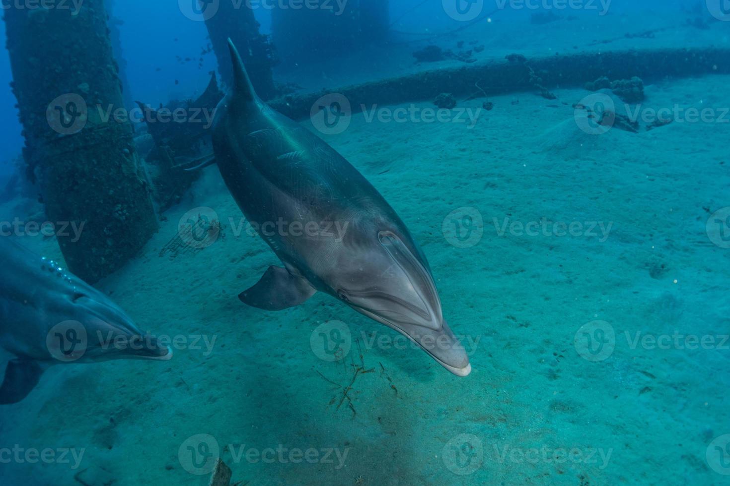 Delfinschwimmen im Roten Meer, Eilat Israel foto