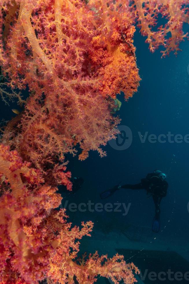 Korallenriff und Wasserpflanzen im Roten Meer, Eilat Israel foto