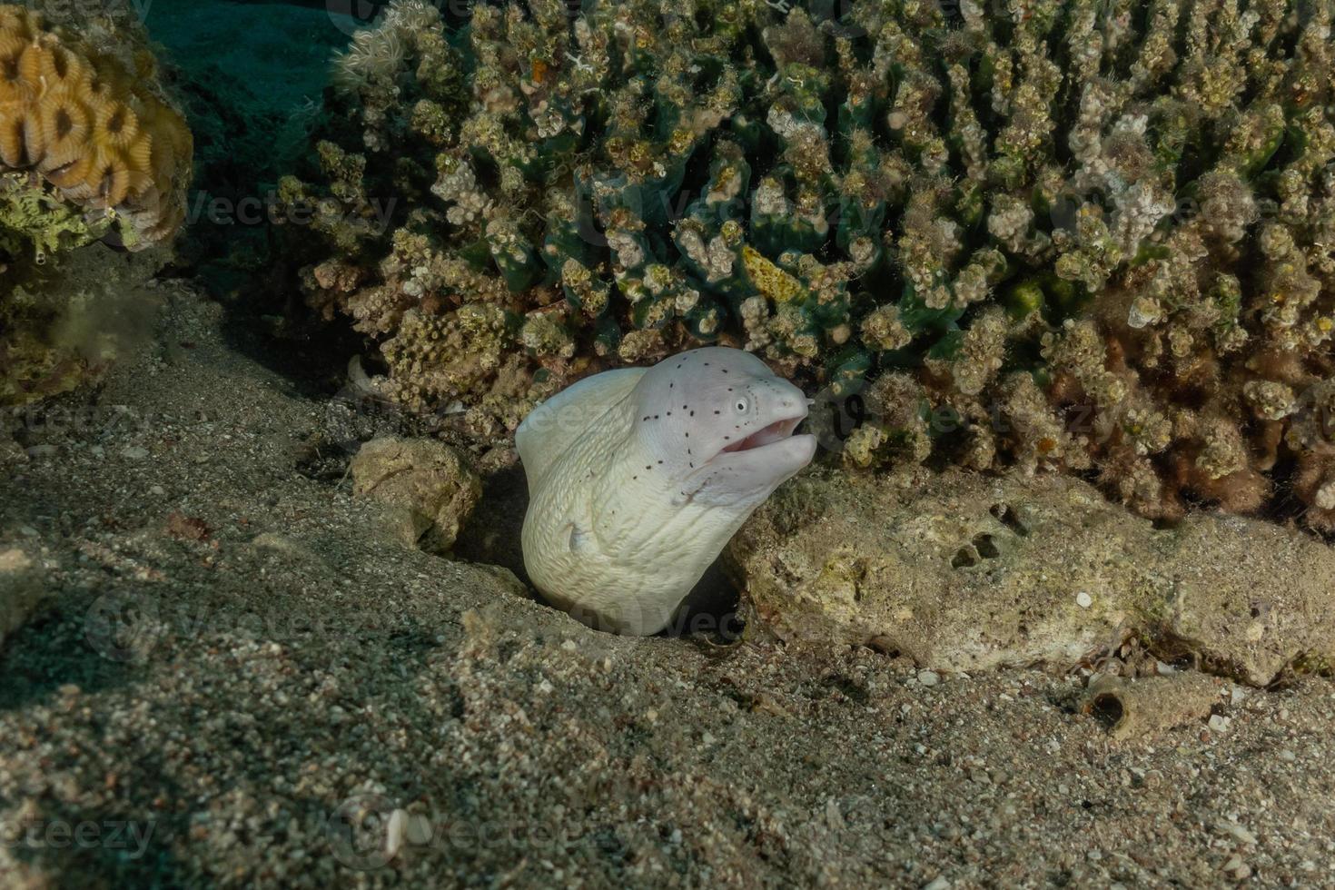 muräne mooray lycodontis undulatus im roten meer, eilat israel foto