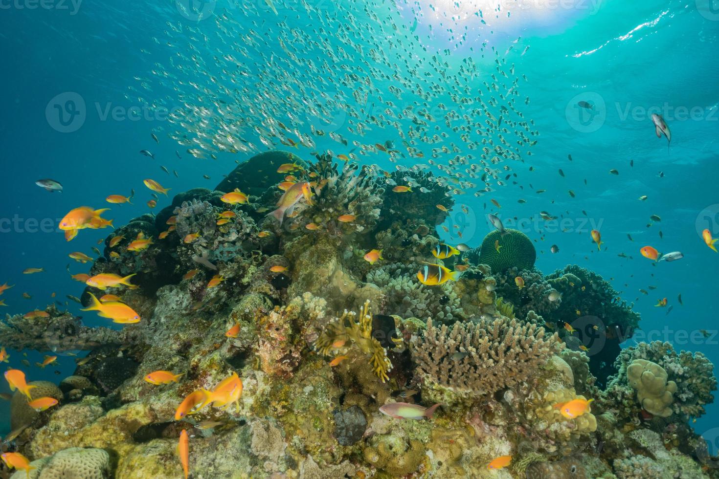 Korallenriff und Wasserpflanzen im Roten Meer, Eilat Israel foto