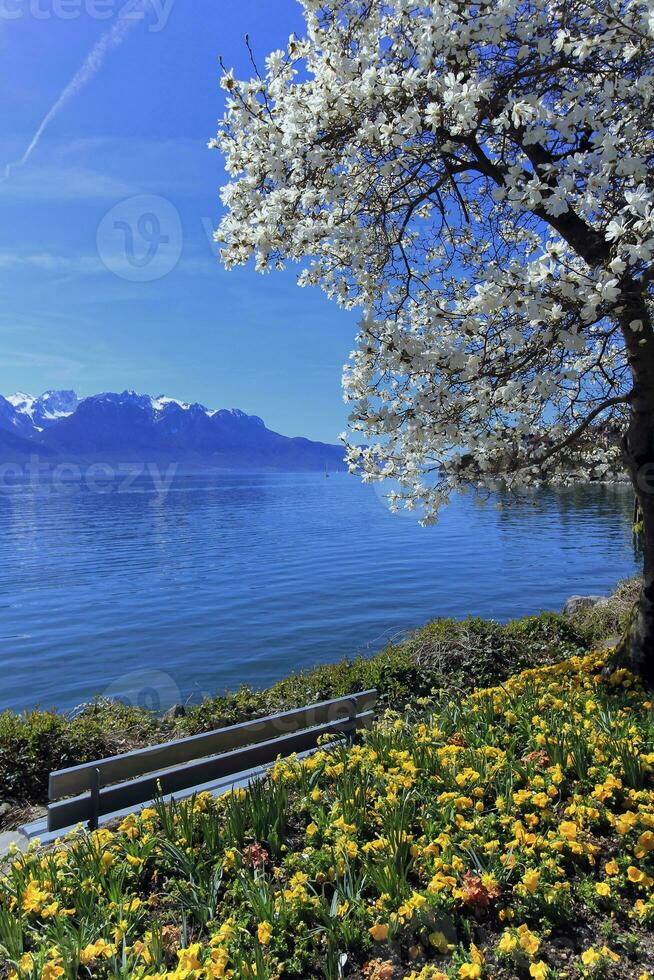 Frühling beim Genf oder leman See, Montreux, Schweiz foto