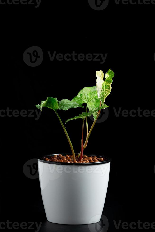 Syngonium albo variegata. weißes buntes Blatt. foto