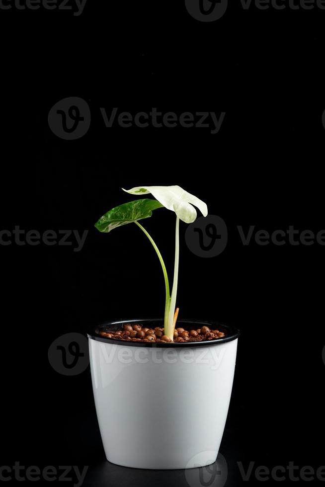 alocasia macrorrhizosin ein topf foto