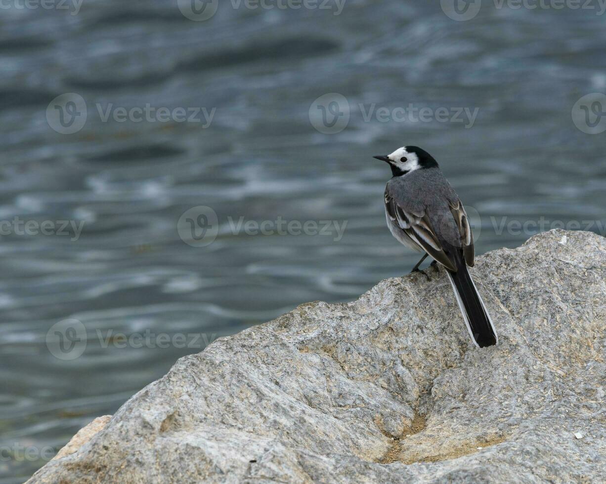 Weiß Bachstelze, Motacilla Alba, Stehen auf ein Felsen Nächster zu das See, Genf, Schweiz foto