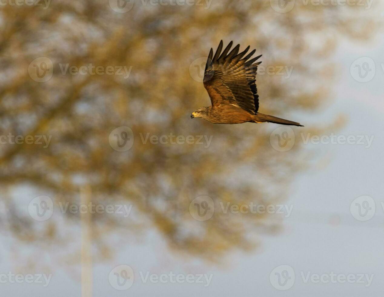 verbreitet weiblich Turmfalke Falke, Falco Tinnunculus, fliegend foto