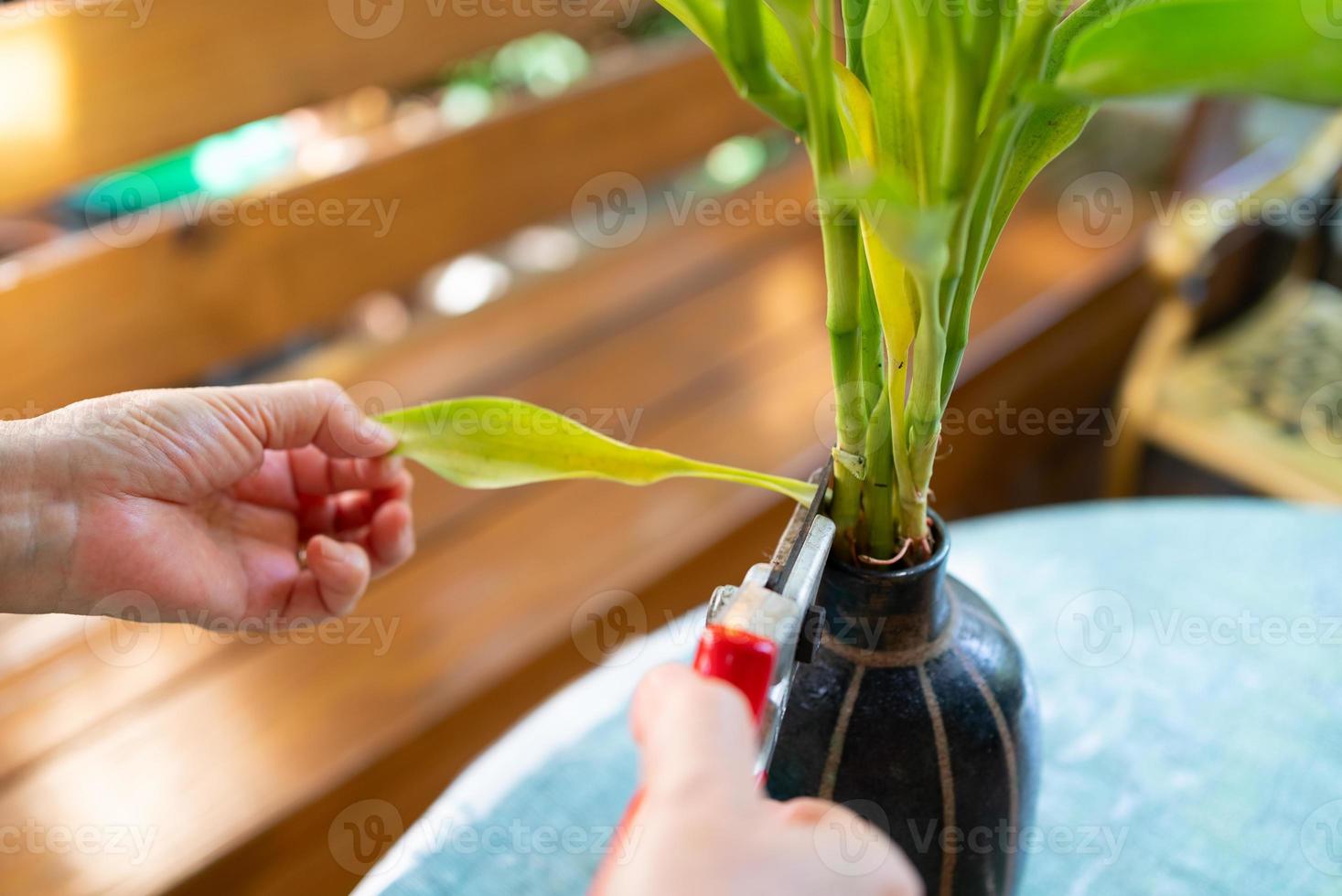 ältere Frau schnitt totes Blatt der Dekorationspflanze im Garten ab foto