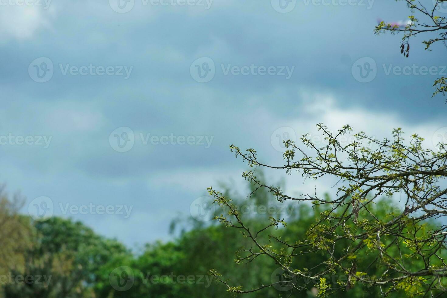 Herrlich niedrig Winkel Aussicht von lokal Öffentlichkeit Park von Luton England Vereinigtes Königreich foto