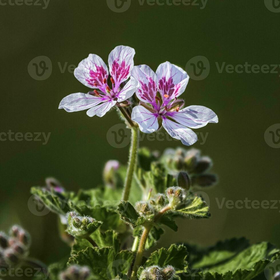 Erodier pelargoniiflorum Schatz Blumen, Reiher Rechnung foto