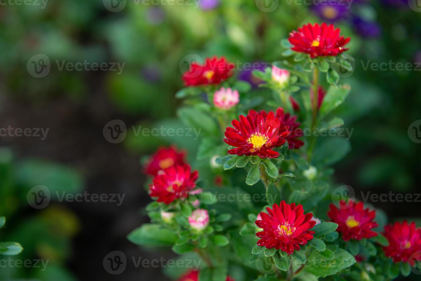 schöne blume im garten foto