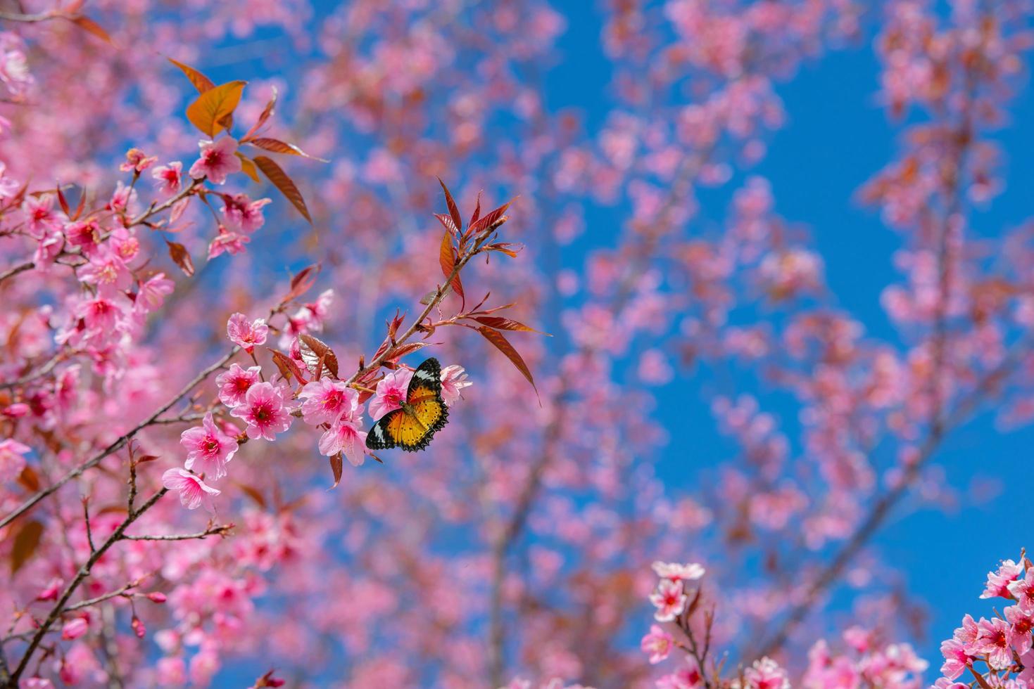 schöne Sakura- oder Kirschblüte im Frühling foto