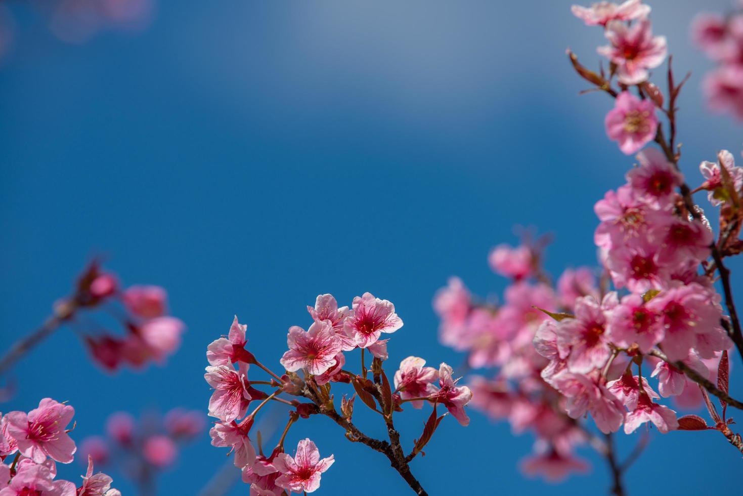 schöne Sakura- oder Kirschblüte im Frühling foto