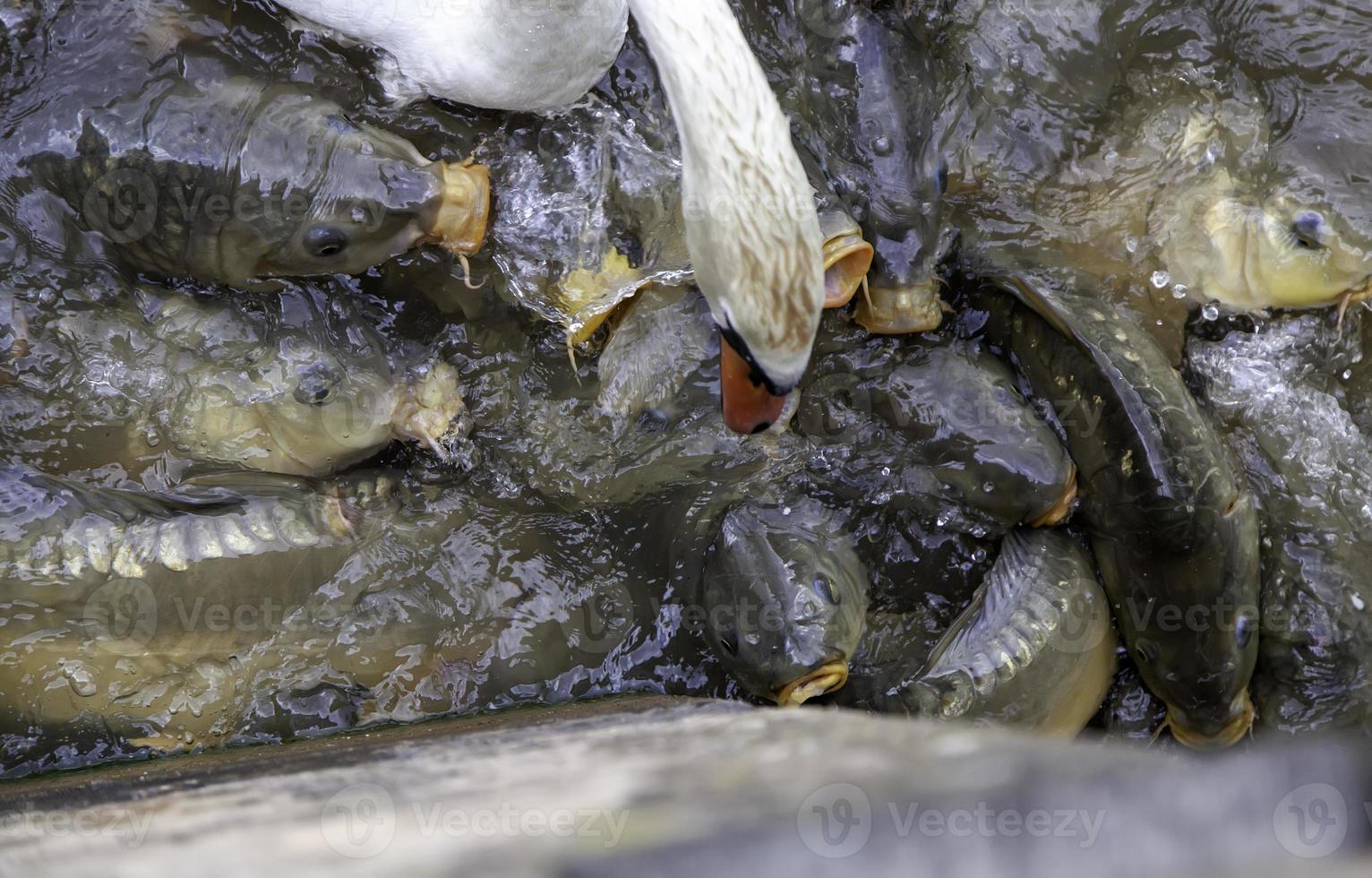 Gans mit Fisch foto