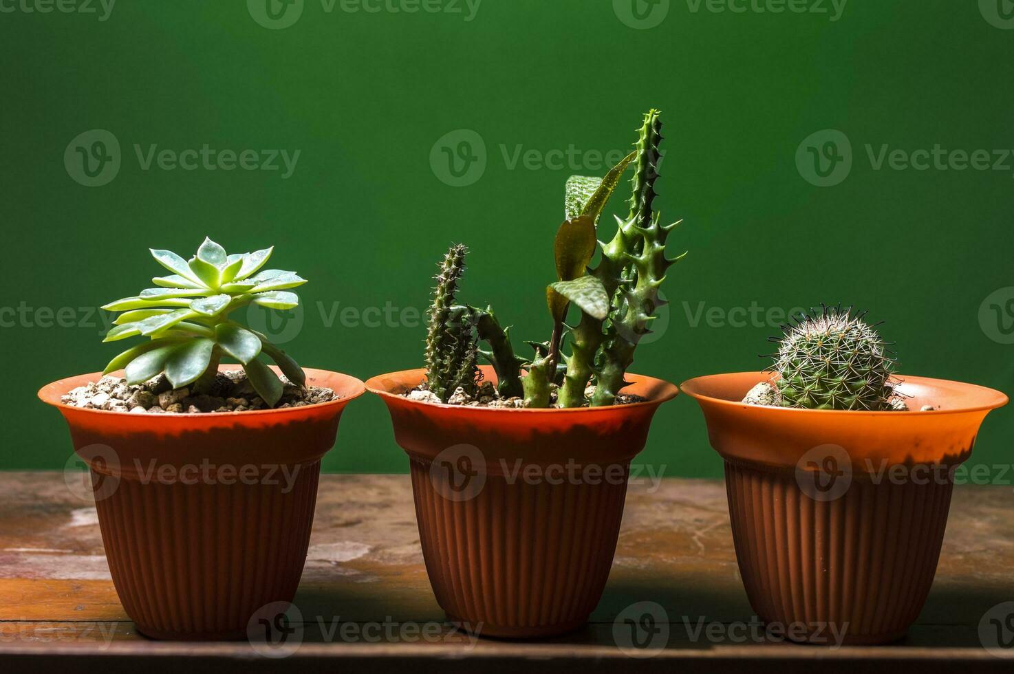 Kaktus Pflanzen im Topf auf Grün Hintergrund, drei süß natürlich Kakteen isoliert auf Grün Hintergrund. foto