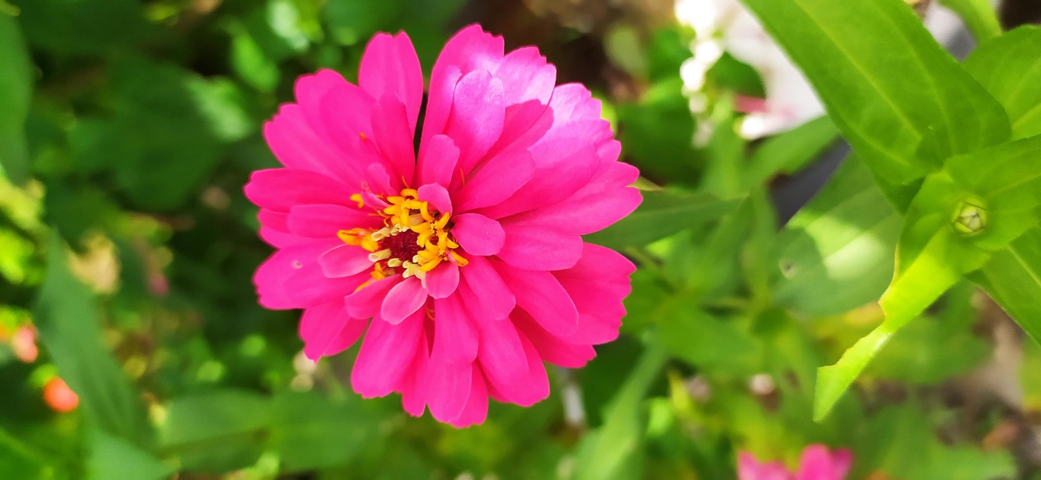 Sonnenblumen sind wunderschön foto