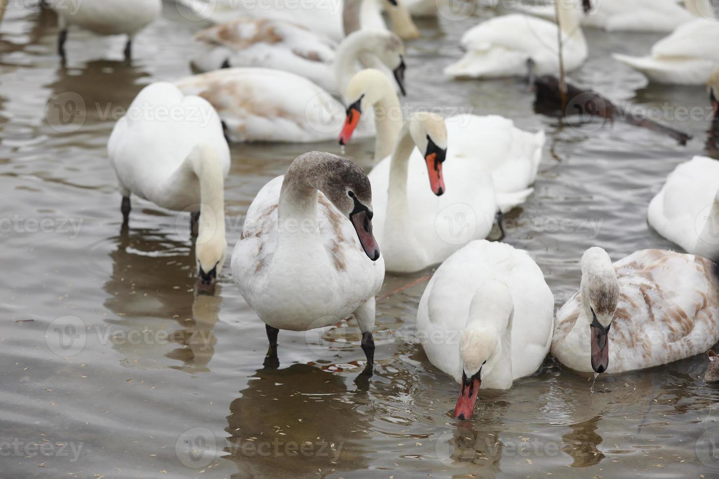 weißer Schwan Herde im Quellwasser. Schwäne im Wasser. weiße Schwäne. foto