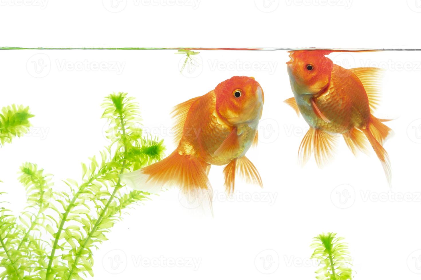 Goldfische schwimmen auf weißem Hintergrund foto