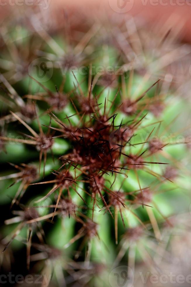 Kaktus Nahaufnahme stenocereus thurberi Familie Cactaceae moderne botanische foto