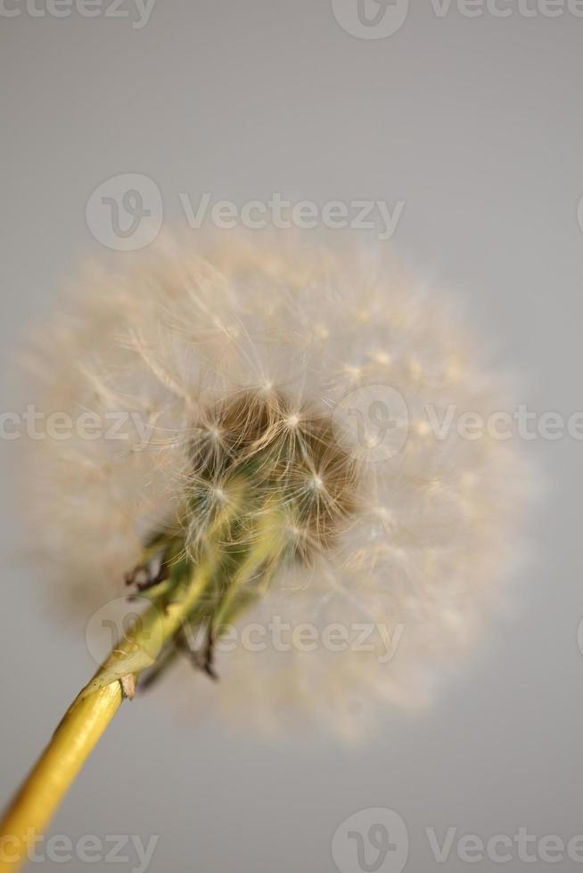 Blume Blüte Taraxacum Officinale Löwenzahn Asteraceae Familie foto