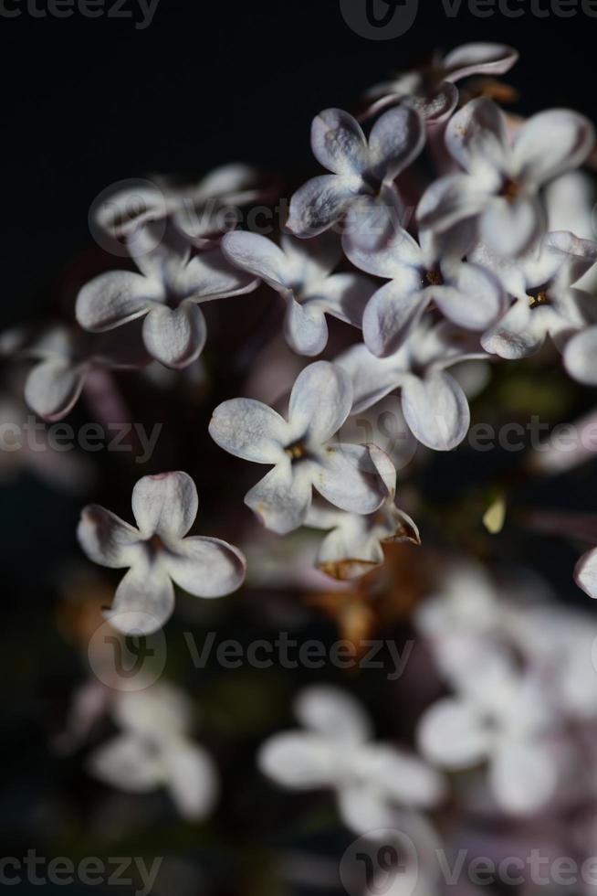 Blume Blüte Nahaufnahme Hintergrund Syringa Vulgaris Familie Oleaceae foto