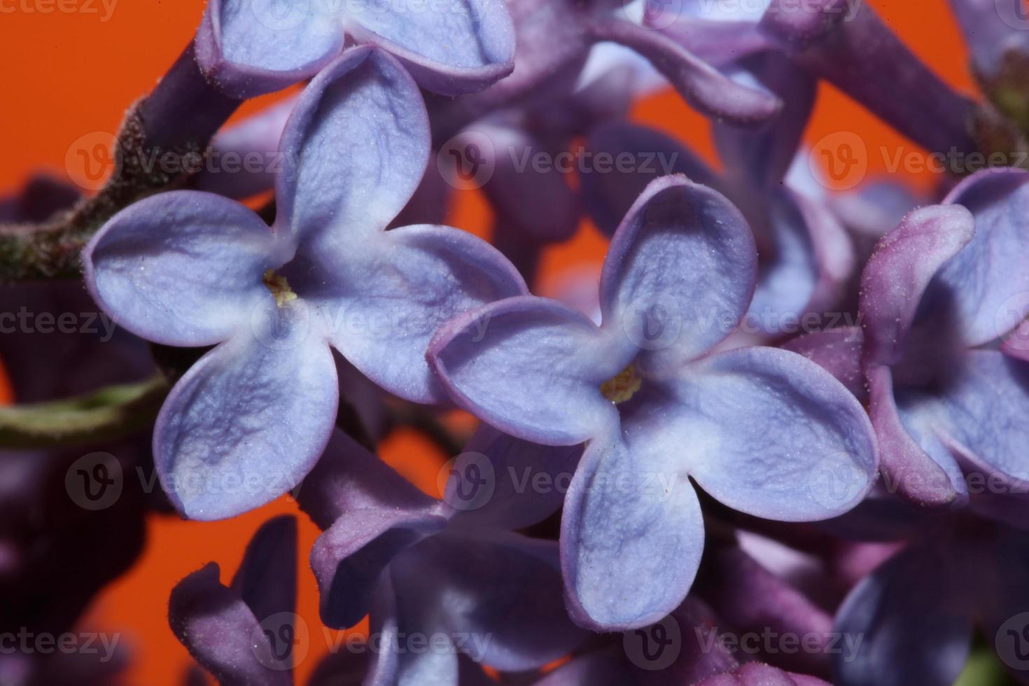 Blume Blüte Nahaufnahme Hintergrund Syringa Vulgaris Familie Oleaceae foto