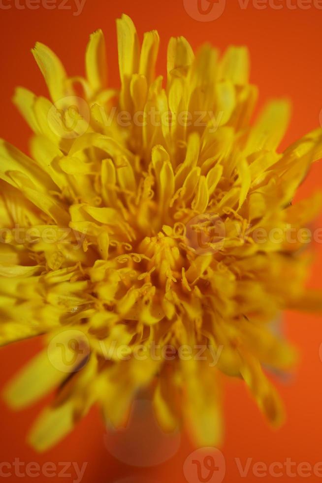 Wilde Blume Blüte Nahaufnahme Taraxacum Officinale Löwenzahn Asteraceae foto