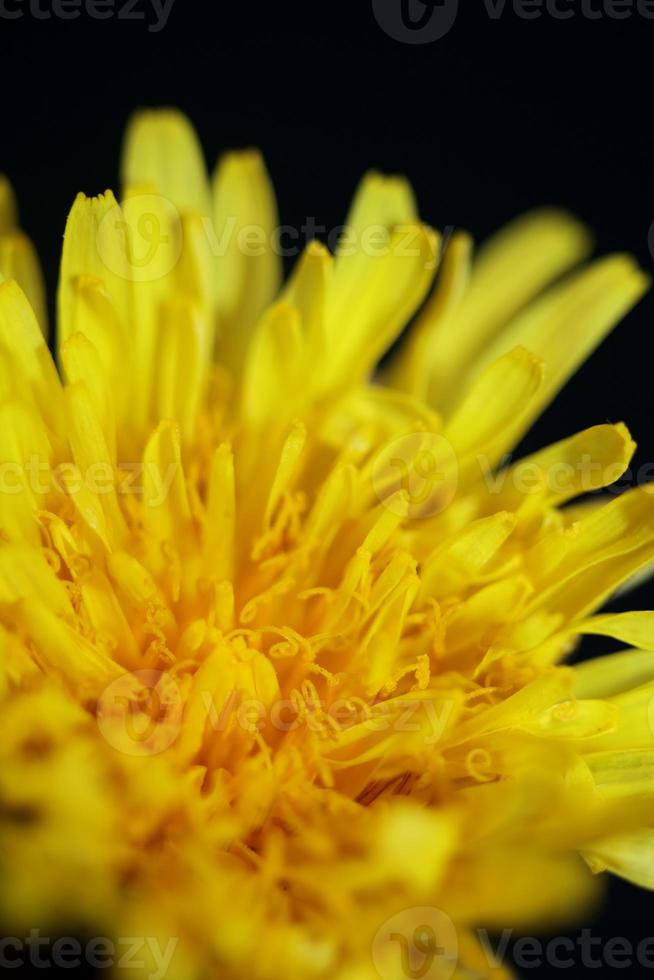 Wilde Blume Blüte Nahaufnahme Taraxacum Officinale Löwenzahn Asteraceae foto