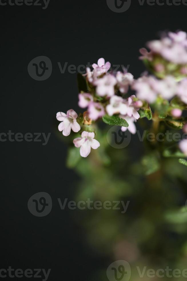 Blume Blüte Nahaufnahme Thymus Vulgaris Familie Lamiaceae Hintergrund foto