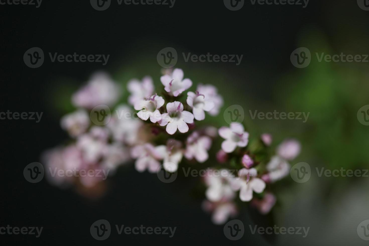 Blume Blüte Nahaufnahme Thymus Vulgaris Familie Lamiaceae Hintergrund foto