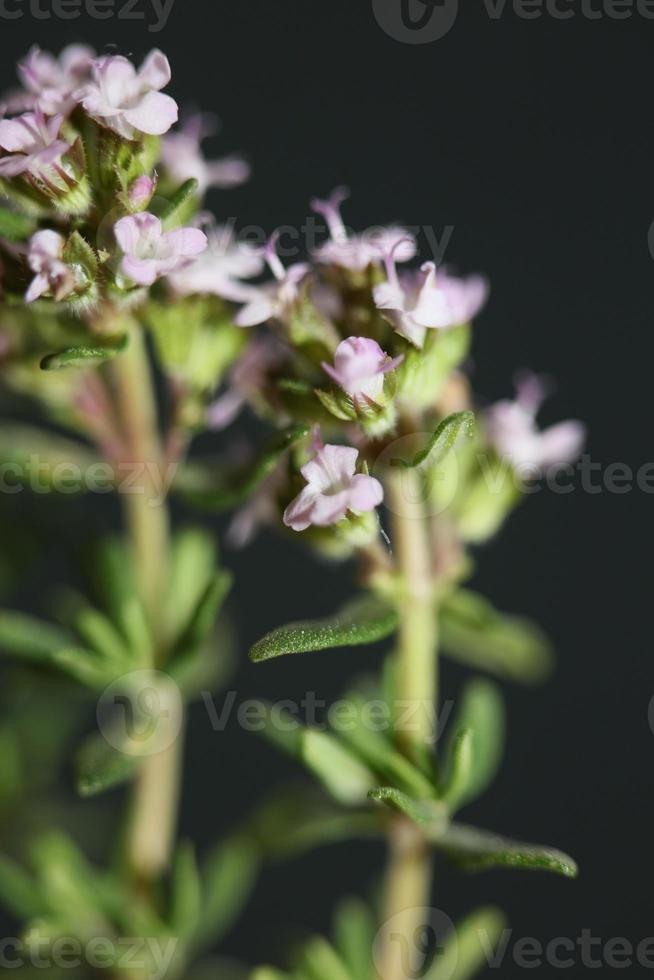 Blume Blüte Nahaufnahme Thymus Vulgaris Familie Lamiaceae Hintergrund foto